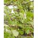 Acer 'Aconitifolium' Acer 'Aconitifolium'