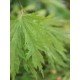 Acer 'Aconitifolium' Acer 'Aconitifolium'