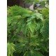 Acer 'Aconitifolium' Acer 'Aconitifolium'