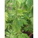 Acer 'Aconitifolium' Acer 'Aconitifolium'